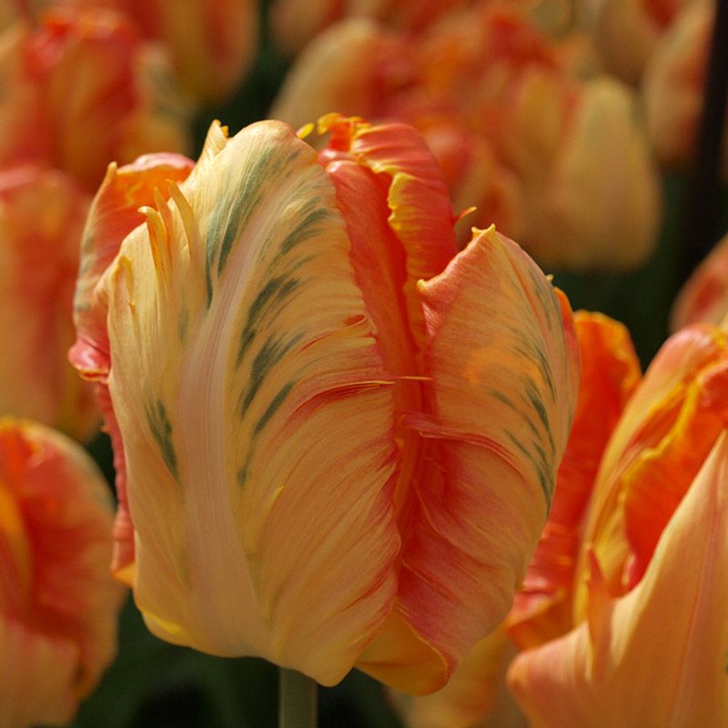 Tulipa "Professor Röntgen" - papagáj tulipán (5 db)