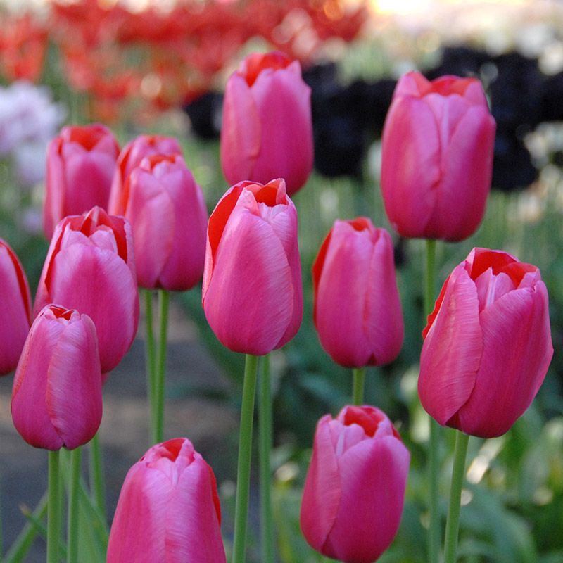Tulipa "Renown" - egyszerű virágú késői (5 db)