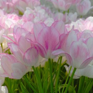 Tulipa "Candy Club" - egyszerű virágú késői (7 db)