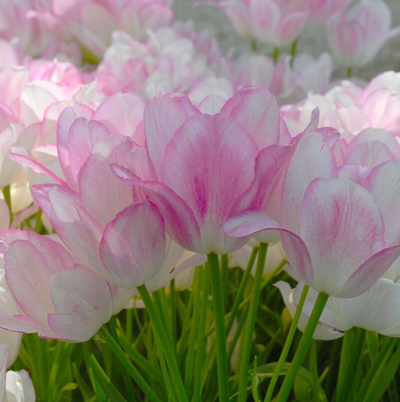 Tulipa "Candy Club" - egyszerű virágú késői (7 db)