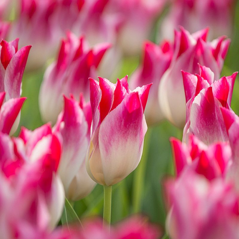 Tulipa "Whispering Dream" - liliomvirágú késői (5 db)