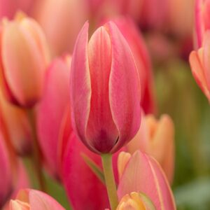 Tulipa clusiana "Annika" - botanikai fajta (7 db)