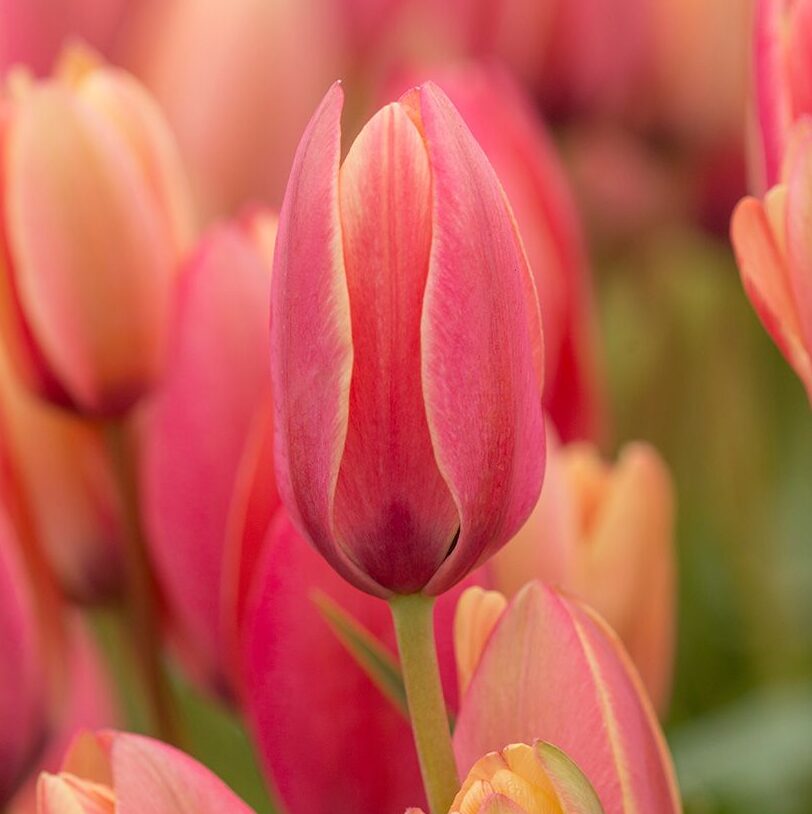 Tulipa clusiana "Annika" - botanikai fajta (7 db)