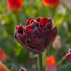 Tulipa "Palmyra" - teltvirágú késői (5 db)