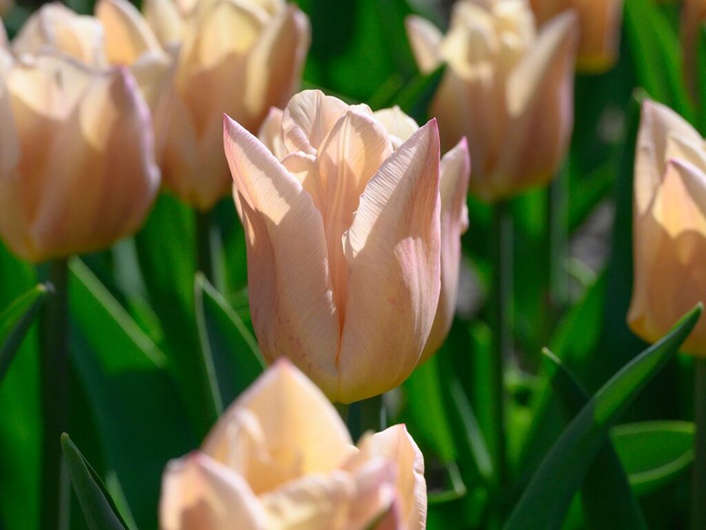 1056800 Tulipa Apricot Copex_1080x1080