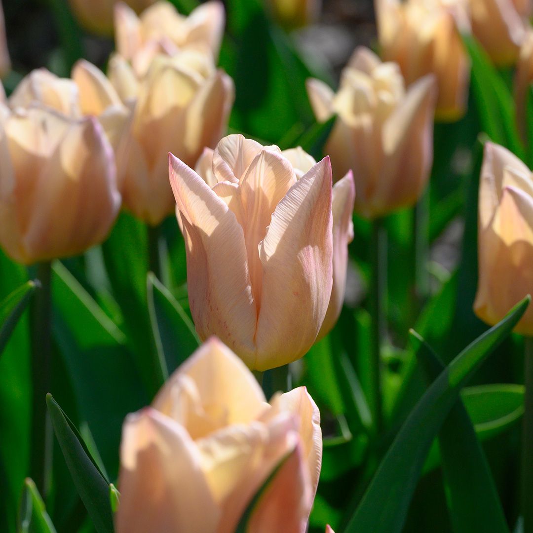 Tulipa "Apricot Copex" - Triumph fajta (5 db)