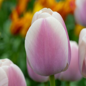 Tulipa "Royal Pride" - Darwin-hibrid (7 db)