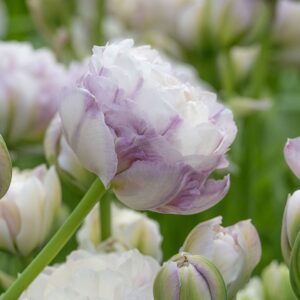 Tulipa "Double Surprise" - teltvirágú késői (5 db)