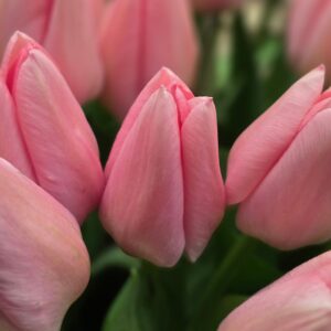 Tulipa "Salmon Dessert" - Triumph fajta (5 db)