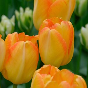 Tulipa "Yellow Pride" - Darwin-hibrid (5 db)