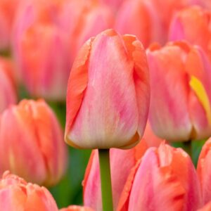 Tulipa "Orange Pride" - Darwin-hibrid (7 db)