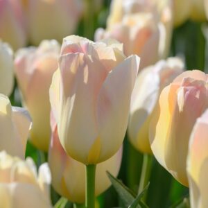 Tulipa "Jade Maiden" - Darwin hibrid (5 db)