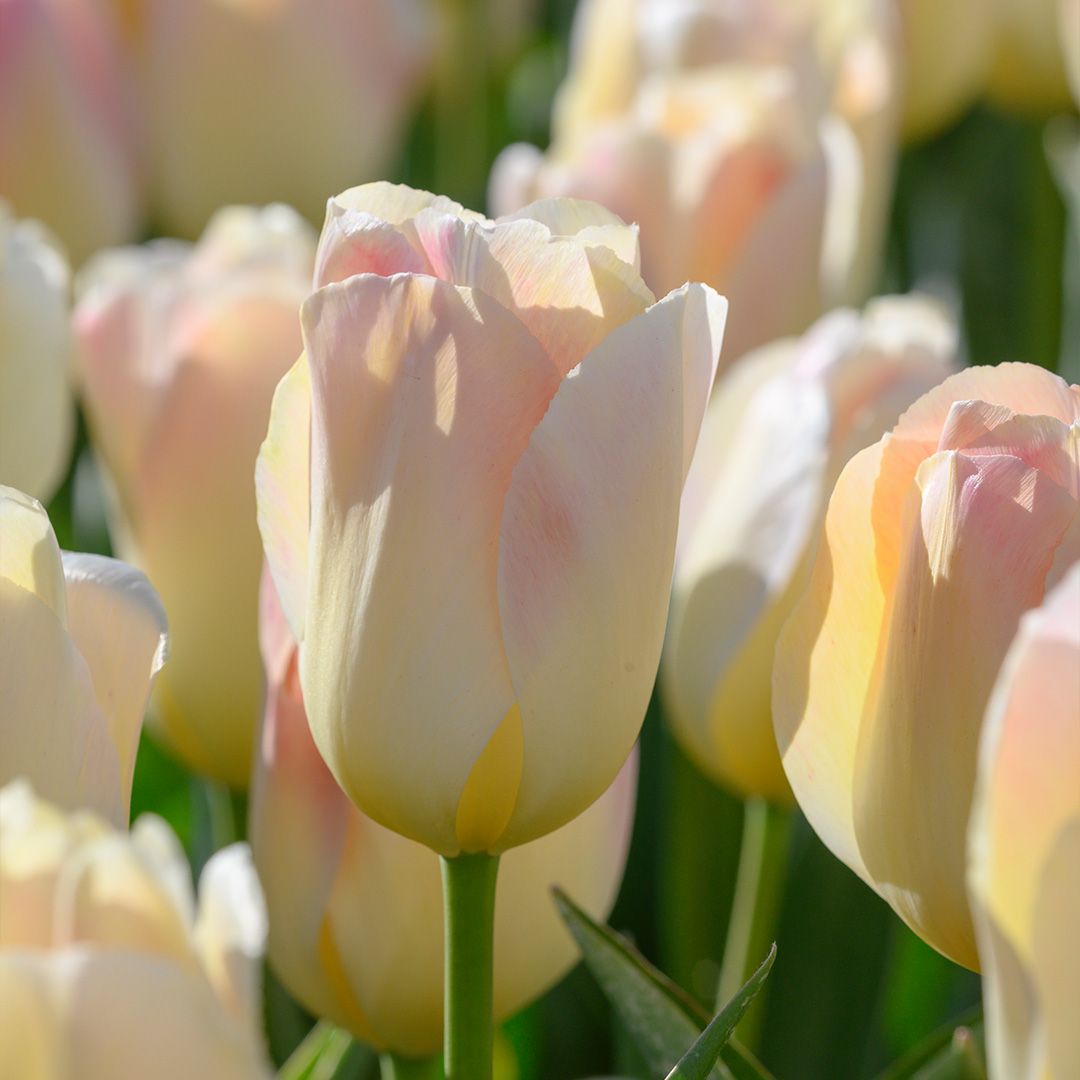 Tulipa "Jade Maiden" - Darwin hibrid (5 db)