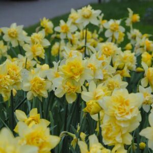 Narcissus "Butter&Egg" - telt virágú nárcisz (3 db)
