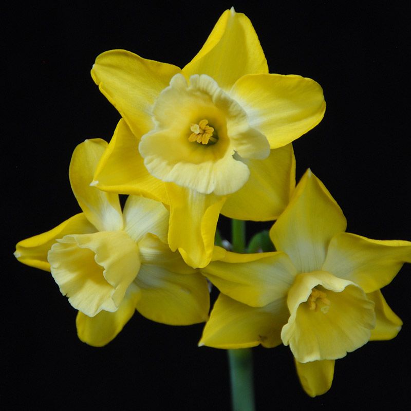 Narcissus "Hillstar" - jonquilla nárcisz (7 db)