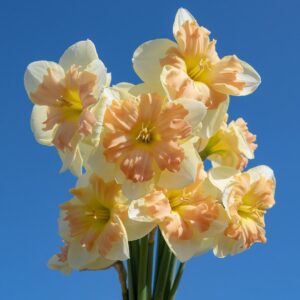 Narcissus "Peachy Dream" - hasadt csészéjű nárcisz (3 db)