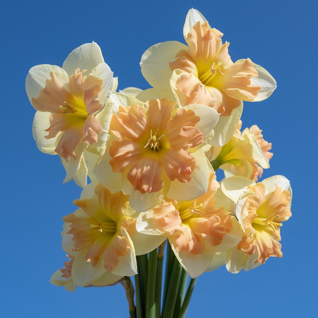 Narcissus "Peachy Dream" - hasadt csészéjű nárcisz (3 db)