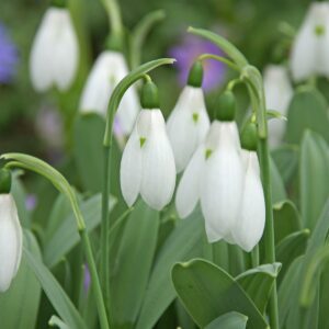Galanthus elwesii "Mount Everest" - Pompás hóvirág (9 db)