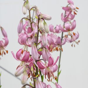Lilium mart. "CandyMorning" - turbánliliom (1 db)