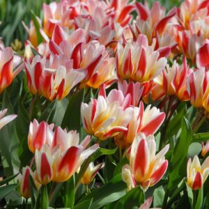Tulipa kaufmann."Floresta" - botanikai fajta (5 db)