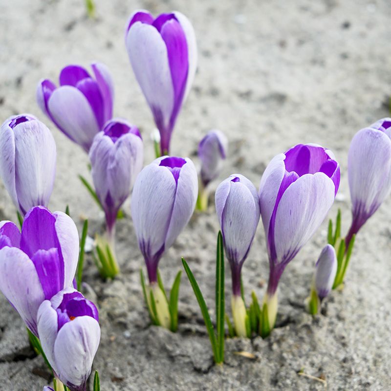 Crocus vernus "Whale shark" - tavaszi sáfrány (9 db)