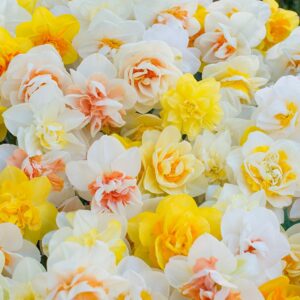 Narcissus "Funen's Pride" - teltvirágú MIX (5 db)