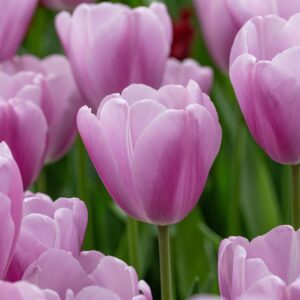 Tulipa "Argos" - Triumph tulipán (5 db)