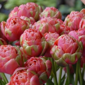 Tulipa "Renown Unique" - telt virágú késői (5 db)