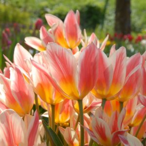 Tulipa greigii "Quebec" - botanikai fajta (7 db)