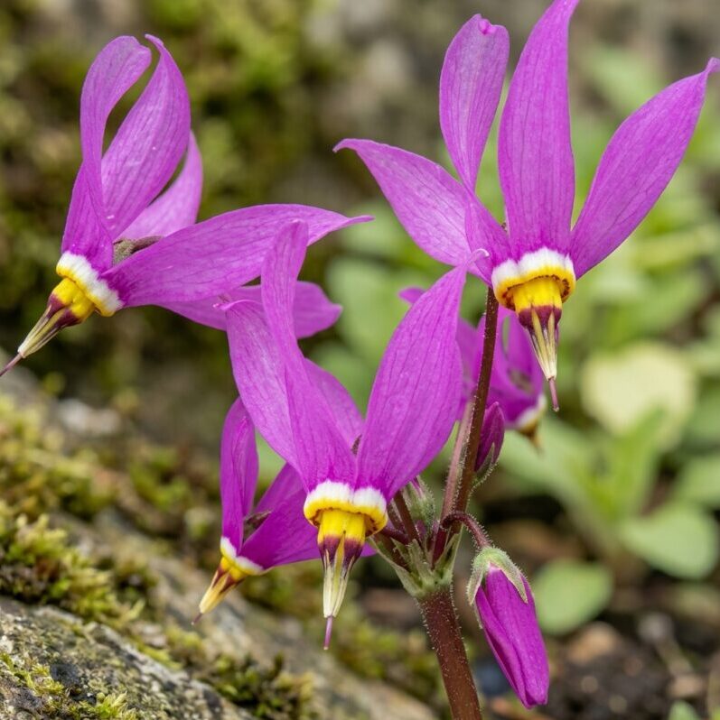 Dodecatheon meadia GOLD N. - Bálványvirág (min. 10 szem mag)