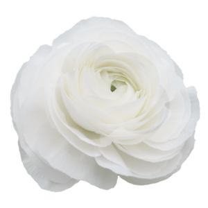 Ranunculus asiaticus - Excluzív boglárka "Bianco 323" (3 db)