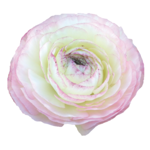 Ranunculus asiaticus - Excluzív boglárka "Bianco Sfumato" (3 db)