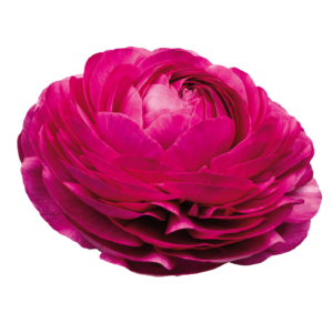 Ranunculus asiaticus - Excluzív boglárka "Malva 165IP" (3 db)
