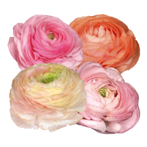 Ranunculus asiaticus - Excluzív boglárka "PastelloMIX 102" (3 db)
