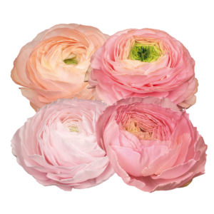 Ranunculus asiaticus - Excluzív boglárka "PastelloMIX 127" (3 db)