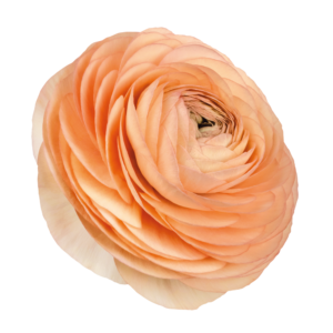 Ranunculus asiaticus - Excluzív boglárka "Salmone 898" (3 db)