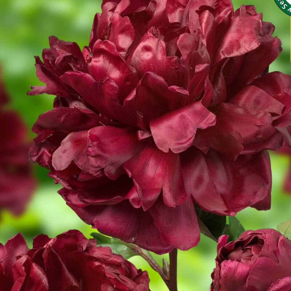 Paeonia lactiflora "Francoise Ortegat" - lágyszárú bazsarózsa (1 db)