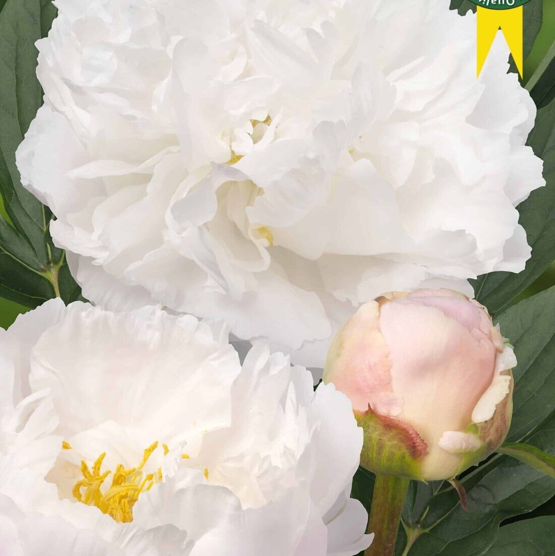 Paeonia lactiflora "Miss America" - lágyszárú bazsarózsa (1 db)