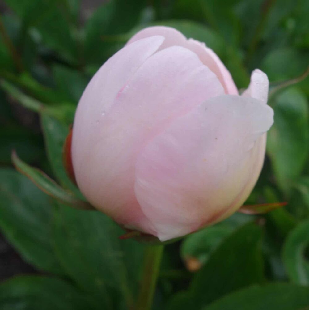 Paeonia lactiflora "Alertie" - lágyszárú bazsarózsa (1 db) - Image 2