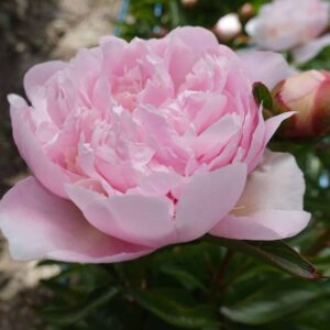Paeonia lactiflora "Alertie" - lágyszárú bazsarózsa (1 db)