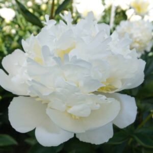 Paeonia lactiflora "Bridal Shower" - lágyszárú bazsarózsa (1 db)
