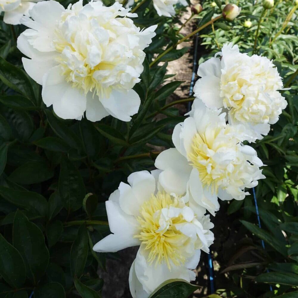 Paeonia lactiflora "Bridal Shower" - lágyszárú bazsarózsa (1 db) - Image 2