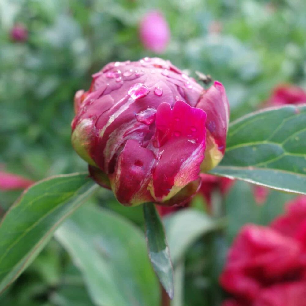 Paeonia lactiflora "Francoise Ortegat" - lágyszárú bazsarózsa (1 db) - Image 2