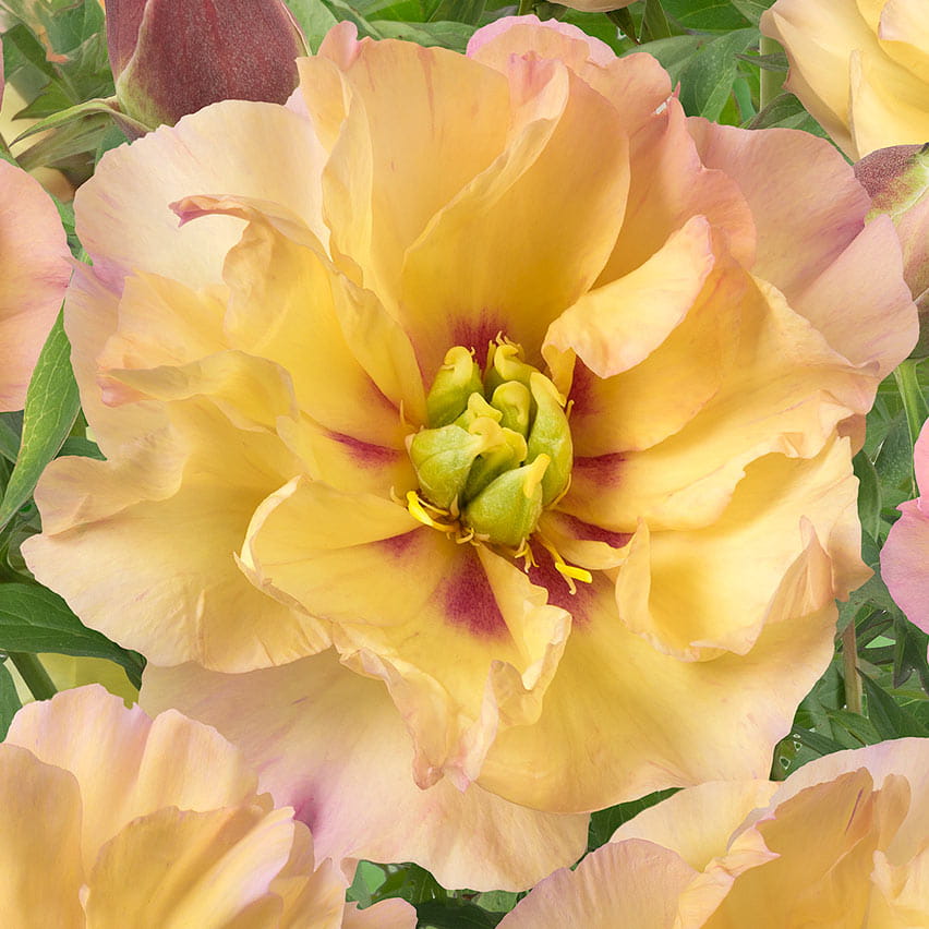 Paeonia itoh "Canary Brilliants" - hibrid bazsarózsa (1 db) - Image 2