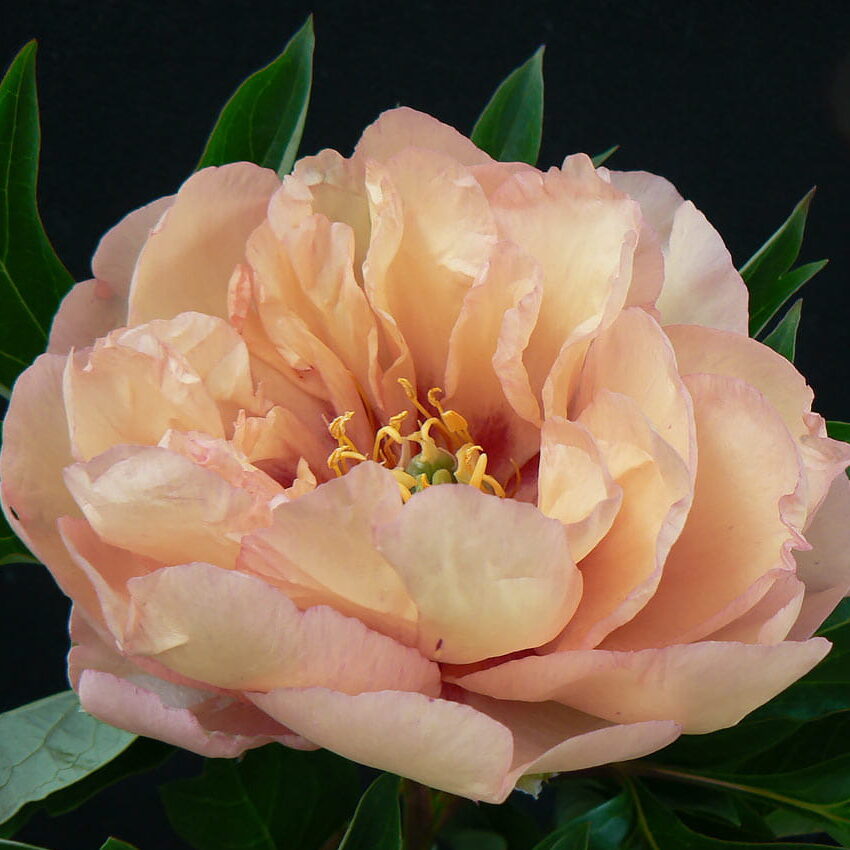 Paeonia itoh "Canary Brilliants" - hibrid bazsarózsa (1 db)