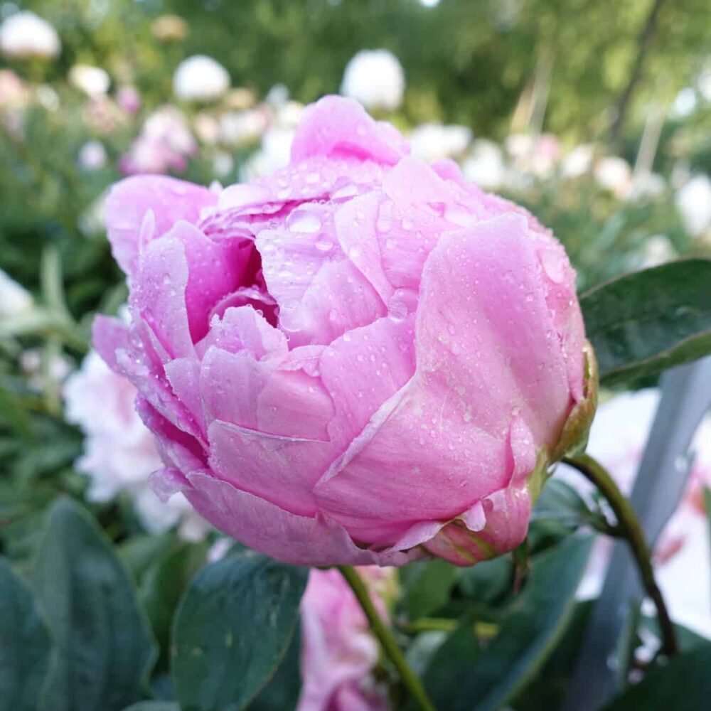 Paeonia lactiflora "Jacorma" - lágyszárú bazsarózsa (1 db) - Image 2