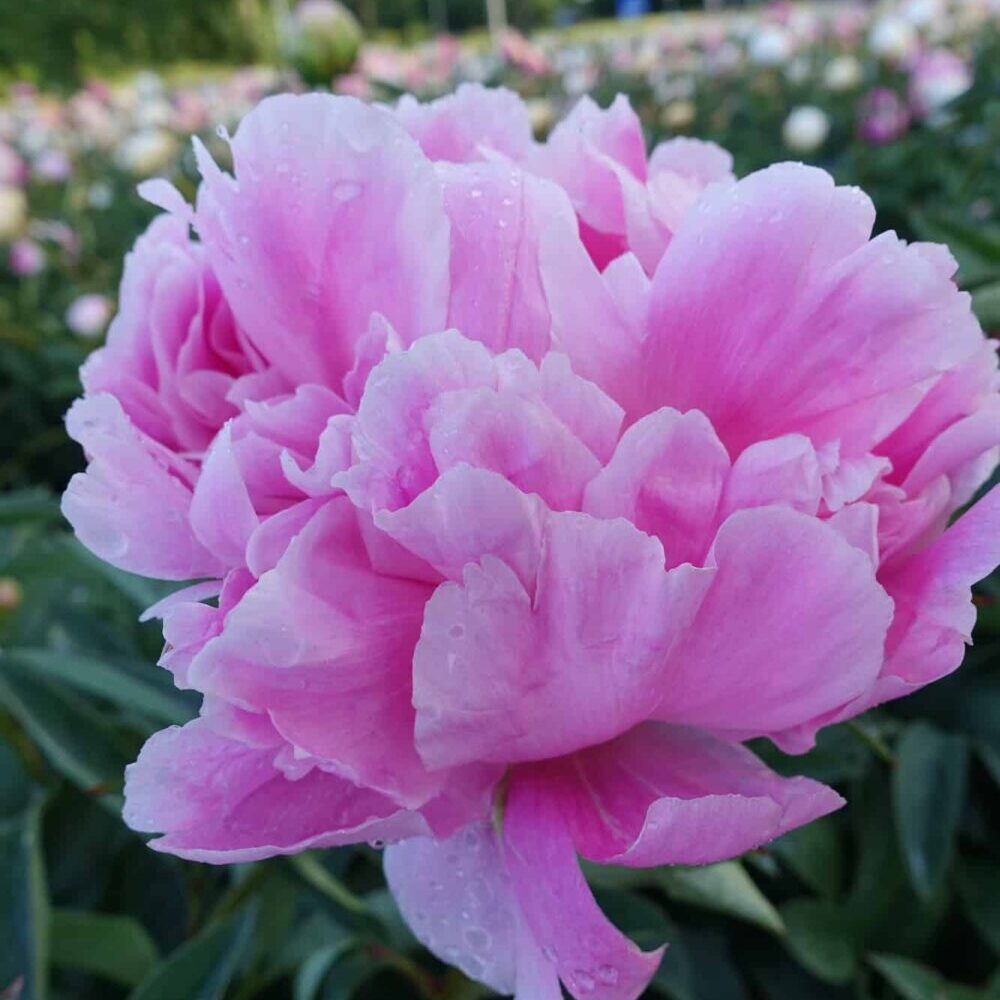 Paeonia lactiflora "Jacorma" - lágyszárú bazsarózsa (1 db)