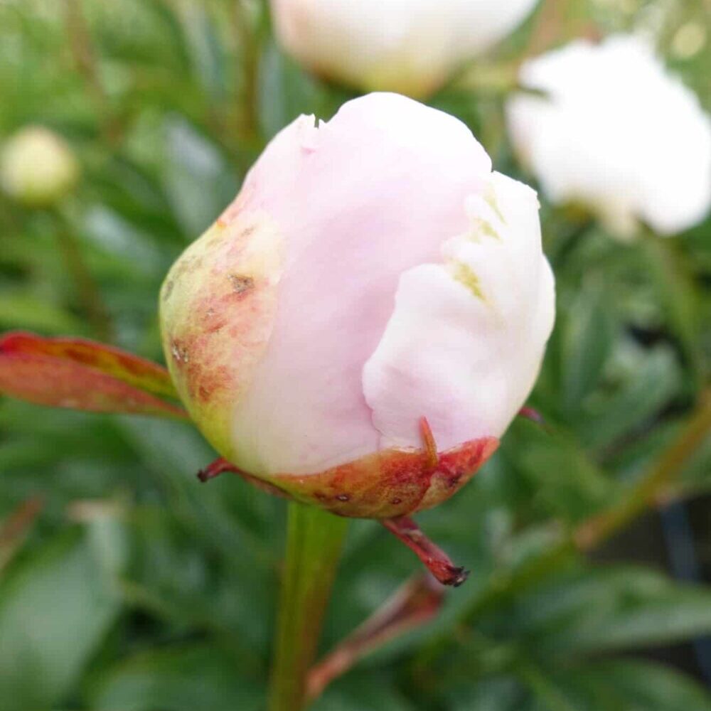 Paeonia lactiflora "Miss America" - lágyszárú bazsarózsa (1 db) - Image 2