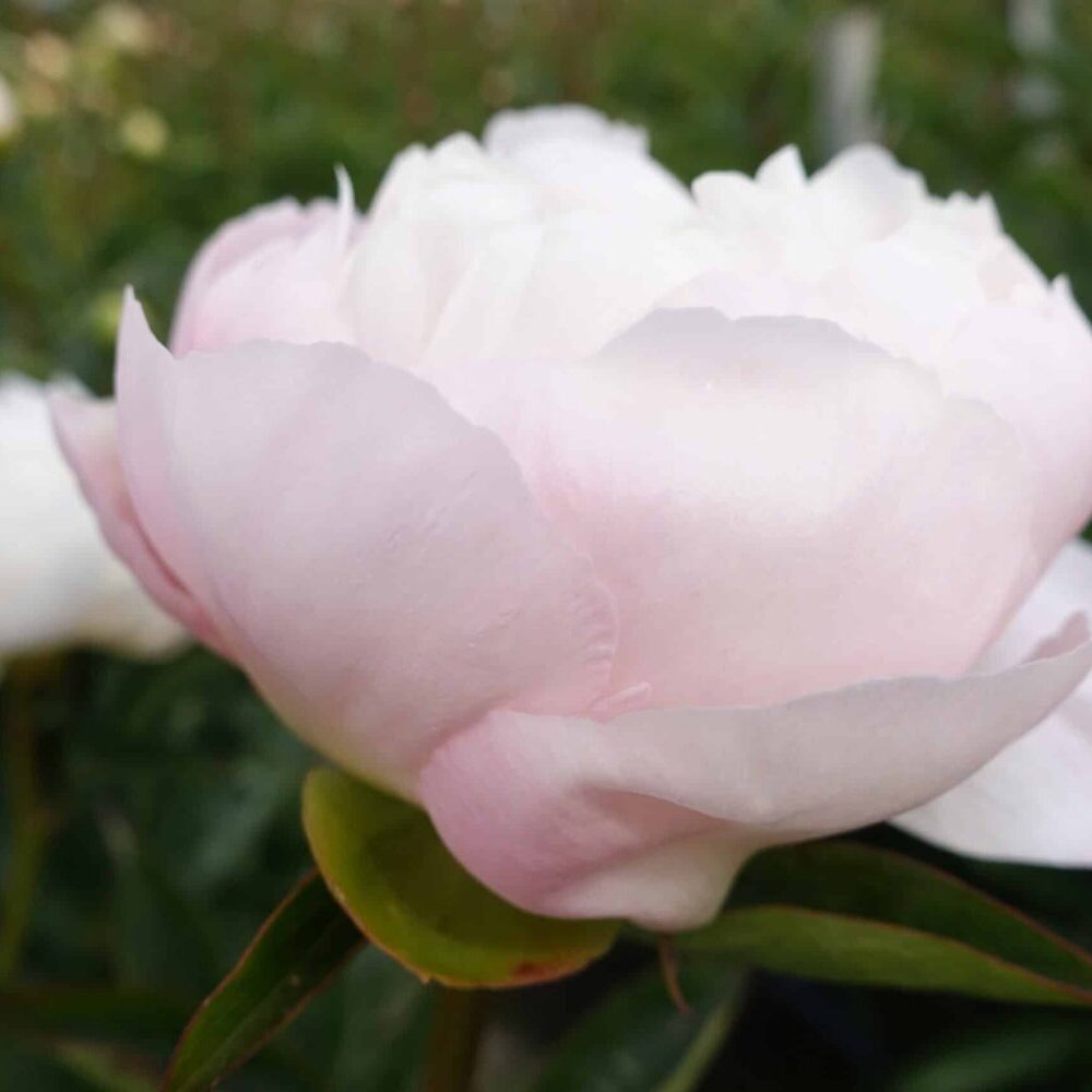 Paeonia lactiflora "Miss America" - lágyszárú bazsarózsa (1 db) - Image 3