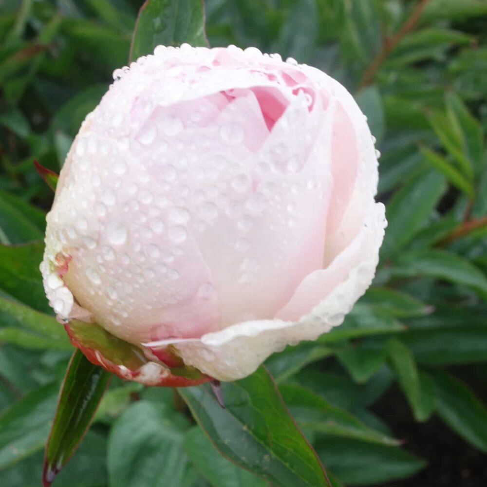Paeonia lactiflora "Mother's Choice" - lágyszárú bazsarózsa (1 db)
